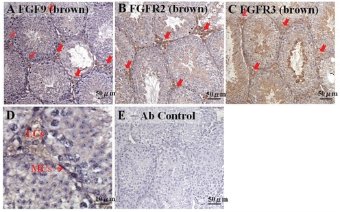 Фактор роста фибробластов 9, рекомбинантный белок, Merck (Millipore, Sigma-Aldrich, Supelco)