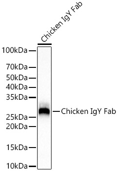 Антитела Anti-Chicken IgY (Fab) кроличьи, поликлональные, не коньюгированные, вестерн-блоттинг