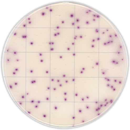 Тест-пластины KangarooSci для экспресс определения количества Bacillus cereus, 12шт/уп.