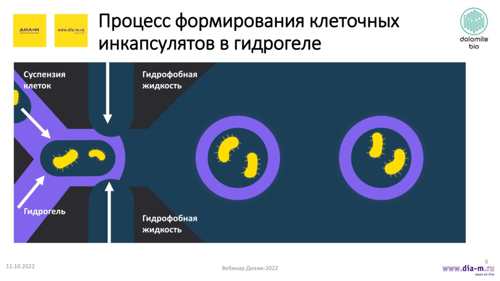 Процесс формирования клеточных инкапсулятов в гидрогеле