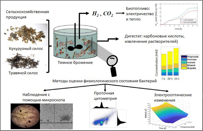 Анализ культуры проточным цитометром, с микроскопическим наблюдением, для отслеживания преобладающих по морфологии бактерии.