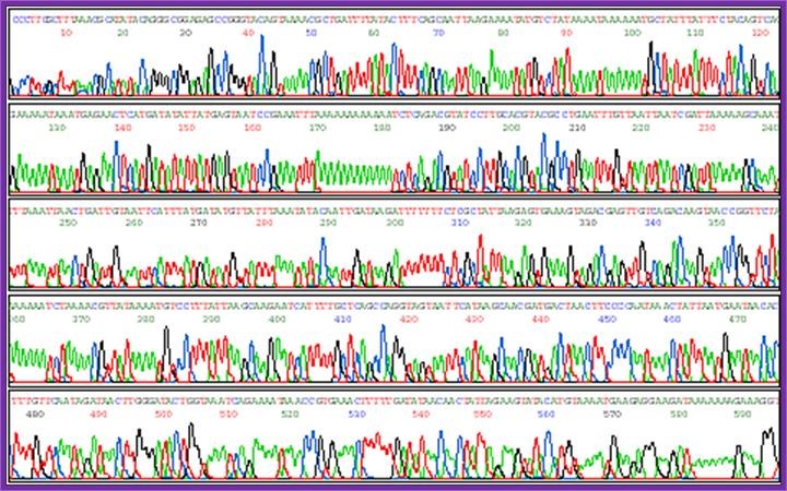 Сущность и назначение капиллярного секвенирования и фрагментного анализа
