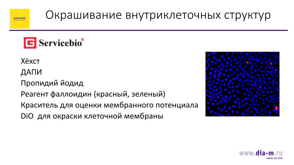 Окрашивание внутриклеточных структур