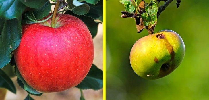 ГМО продукты: польза и вред