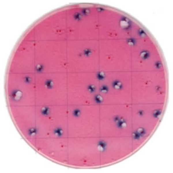 Тест-пластина KangarooSci для подсчета E. сoli и колиформных бактерий основана на стандартном методе ISO/AOAC, в котором используется обезвоженная культуральная среда на подложке для культивирования бактерий.