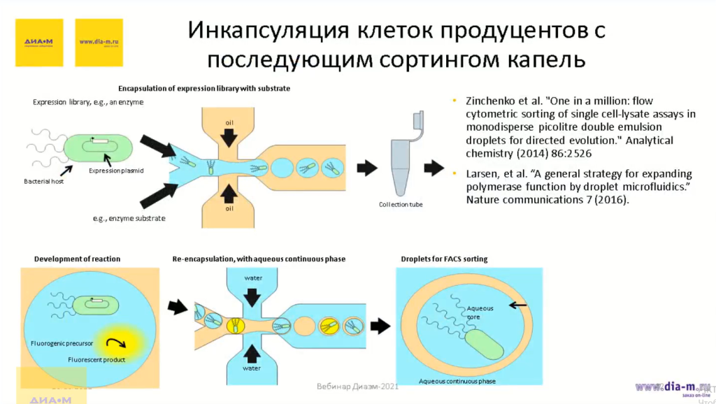 Инкапсуляция клеток продуцентов с послеющим сортингом капель