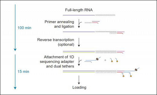 Набор для прямого секвенирования РНК, Direct RNA Sequencing Kit