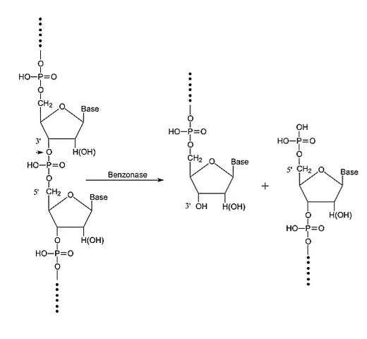 Бензаза (Бензонуклеаза), более 99%, Россия