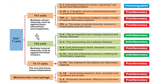 Рисунок 2. Т лимфоциты делятся на множество типов, один из них это CD4+клетки. CD4+клетки дальше делятся на подтипы Th1, Th2,Th17 которые продуцируют разные типы интерлейкнов: IFN-γ, IL-1β, IL-2, IL-4 Assay reagen IL-6, IL-8, IL-10, IL-17, IL-12p70,TNF-α