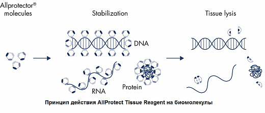 Реагент, стабилизирующий ДНК, РНК и белки в образцах животных тканей Allprotect Tissue Reagent Фото 2