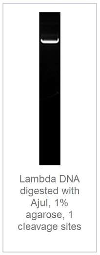 1.0% агарозный гель-электрофорез с результатами гидролиза ДНК фага лямбды эндонуклеазой рестрикции AjuI (1 сайт рестрикции)