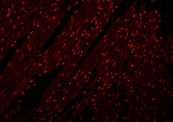 Пропидий йодид, раствор 100 мкг/мл, в растворе, Servicebio, Китай