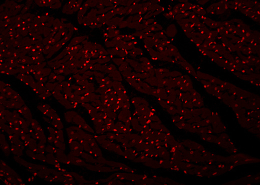 Пропидий йодид, раствор 100 мкг/мл, в растворе, Servicebio, Китай
