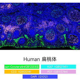 Набор для многоцветного флуоресцентного окрашивания с 4 метками и 5 цветами TSAPLus, Servicebio, Китай
