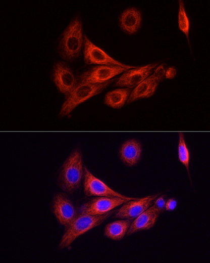 Антитела Anti-Mouse IgG (H+L) козьи, поликлональные, конъюгированные с ABflo 594, иммунофлуорисцентный анализ PC-12 клеток