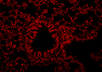 Пропидий йодид, раствор 100 мкг/мл, в растворе, Servicebio, Китай