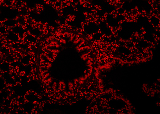 Пропидий йодид, раствор 100 мкг/мл, в растворе, Servicebio, Китай