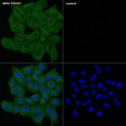 Антитела Anti-Mouse IgG (H+L) козьи, поликлональные, конъюгированные с ABflo (TM) 488, иммунофлуорисцентный анализ HeLa клеток