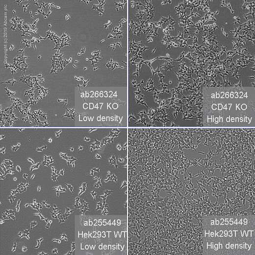 Клеточная линия Human CD47 knockout HEK293T cell line Фото 3