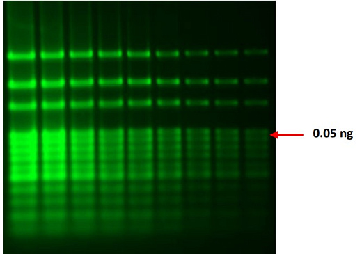Окрашивание гелем Hi-SYBr Safe Gel Stain от HiMedia