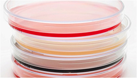 Чашки Петри с триптон-соевым агаром (TSA), 4% глицерол, 0,5% полисорбат 80, 0,07% соевый лецитин, 90 мм, тройная упаковка, TM Media