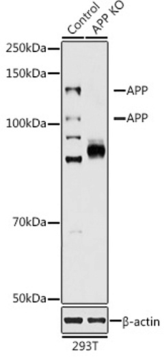 Антитела [KO Validated] APP кроличьи, поликлональные