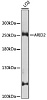 Антитела [KO Validated] ARID2 кроличьи, поликлональные