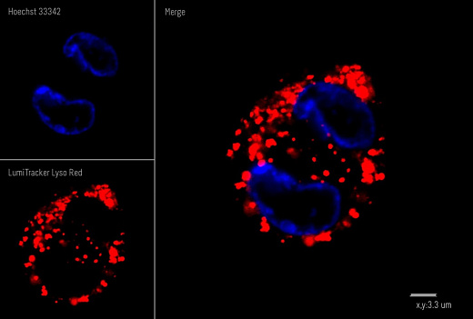 Краситель для клеточной микроскопии LumiTracker Lyso Red, красный, 20×50 мкл, Lumiprobe