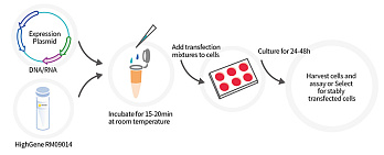 Трансфекционный реагент HighGene, Abclonal 