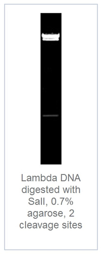 0.7 % агарозный гель-электрофорез с результатами гидролиза ДНК фага лямбды эндонуклеазой рестрикции SalI (2 сайта рестрикции)