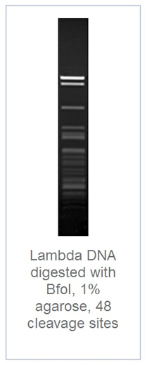 1.0 % агарозный гель-электрофорез с результатами гидролиза ДНК фага лямбды эндонуклеазой рестрикции BfoI (48 сайтов рестрикции)