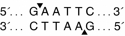  Эндонуклеаза рестрикции EcoRI, 100 000 ед/мл, New England Biolabs