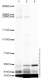 Антитела Anti-ABCA4 antibody, кроличьи, поликлональные, Abcam