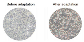 Серия бессывороточных питательных сред Xeno и SF003 для клеток MDCK, Bioengine, Китай