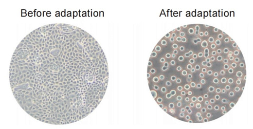Серия бессывороточных питательных сред Xeno и SF003 для клеток MDCK, Bioengine, Китай