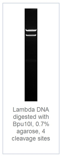 0.7 % агарозный гель-электрофорез с результатами гидролиза ДНК фага лямбды эндонуклеазой рестрикции Bpu10I (4 сайта рестрикции)