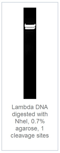 0.7 % агарозный гель-электрофорез с результатами гидролиза ДНК фага лямбды эндонуклеазой рестрикции NheI (1 сайт рестрикции)