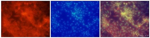 Иммунофлуоресценция: фиксированные в 100% метаноле (КТ, 10 мин) клетки HeLa, окрашенные антителом ARG61996 анти-PKM1/2 в разведении 1:20. Слева: первичное антитело (красное). Посередине: DAPI (синий). Справа: объединенное изображение.